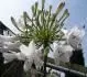 Agapanthus albus