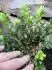 Buxus1