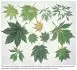 acer japonicum