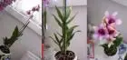 DENDROBIUM KINGIANUM POLAR ICE