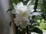 dendrobium nobile