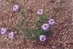 Verbena x hybrida