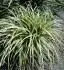 Carex I.