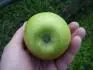 Granny Smith