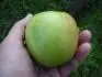 Granny Smith