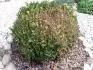 Buxus