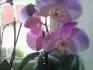 Phalenopsis